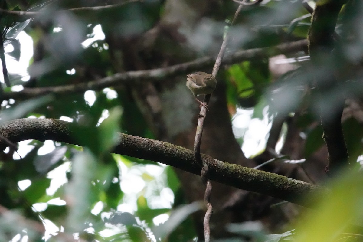 Large-billed Scrubwren - ML643132614