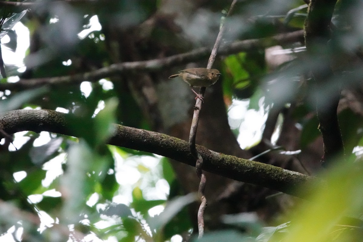 Large-billed Scrubwren - ML643132615