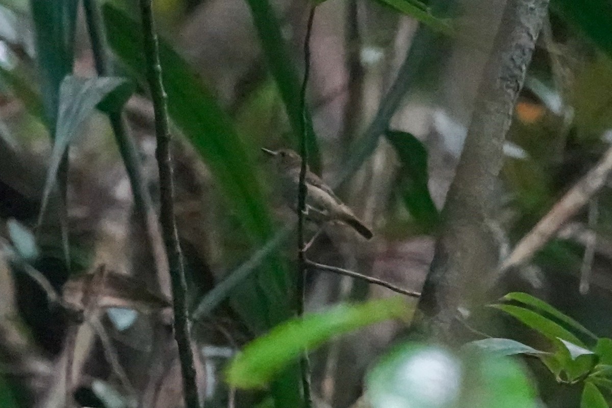 Large-billed Scrubwren - ML643132616