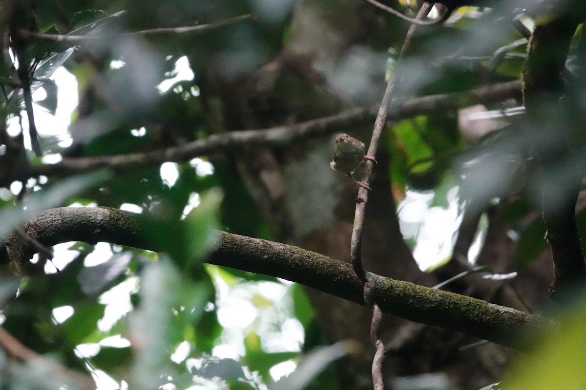 Large-billed Scrubwren - ML643132617