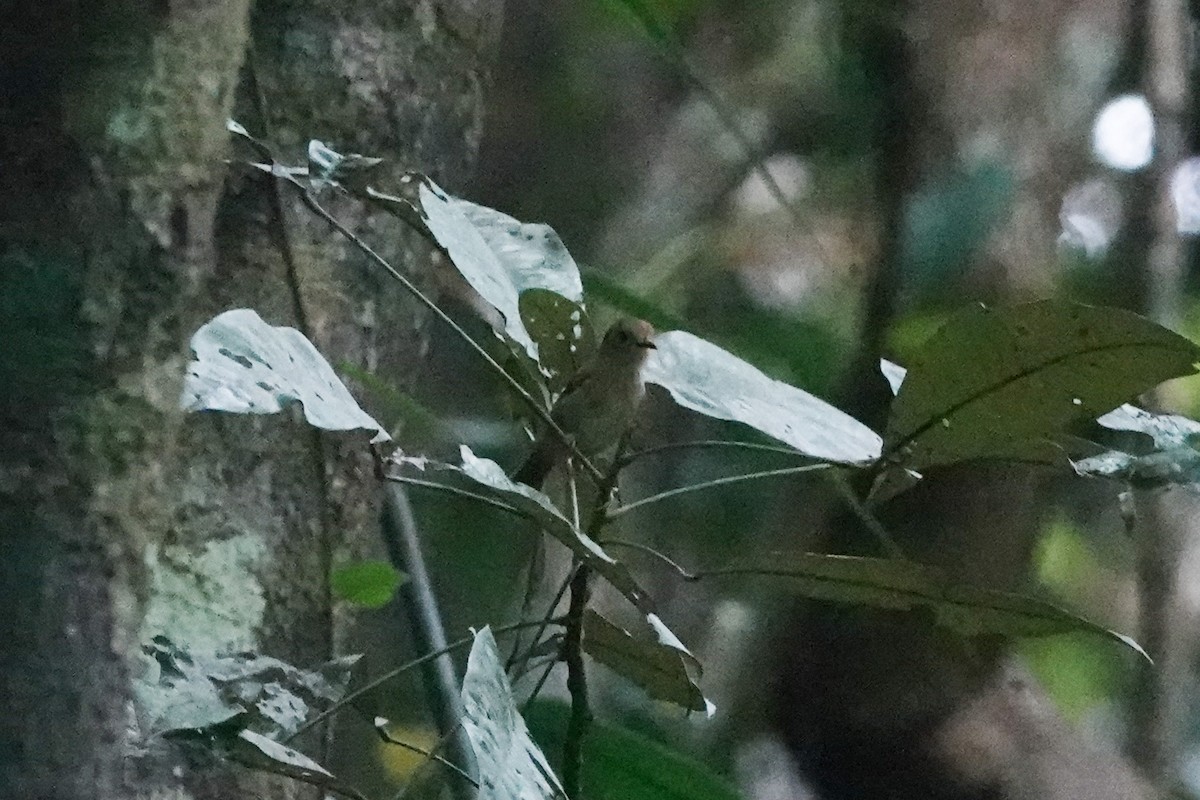 Large-billed Scrubwren - ML643132618