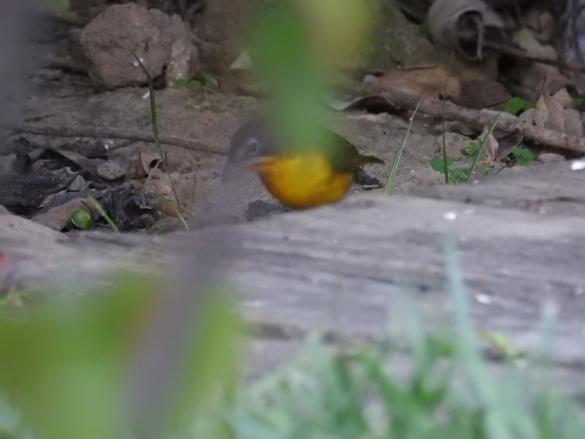 Yellow-breasted Chat - ML643132619