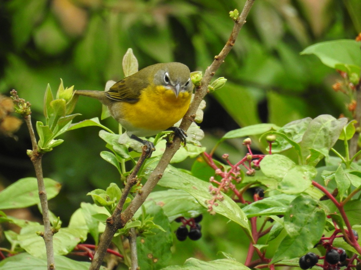 Yellow-breasted Chat - ML643132620