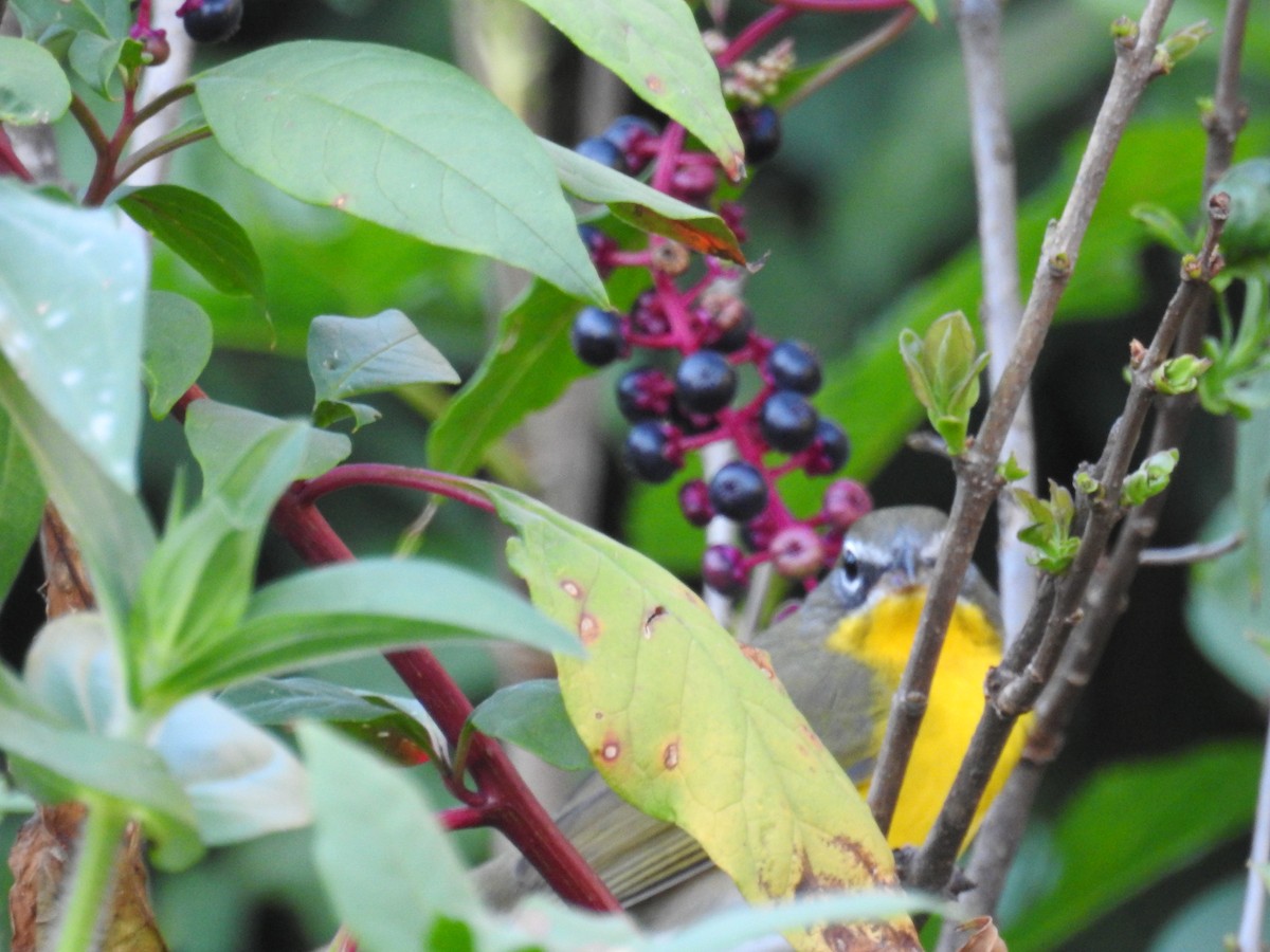 Yellow-breasted Chat - ML643132621