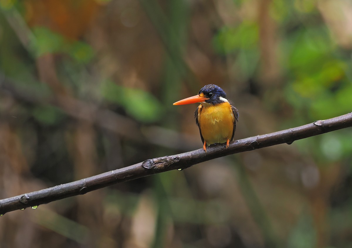 Moluccan Dwarf-Kingfisher (North Moluccan) - ML643132628