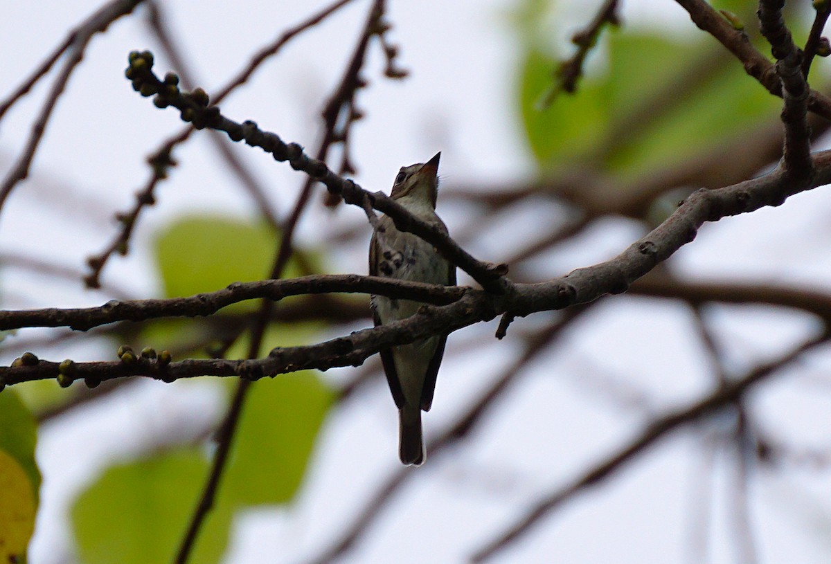 Asian Brown Flycatcher - ML643132630