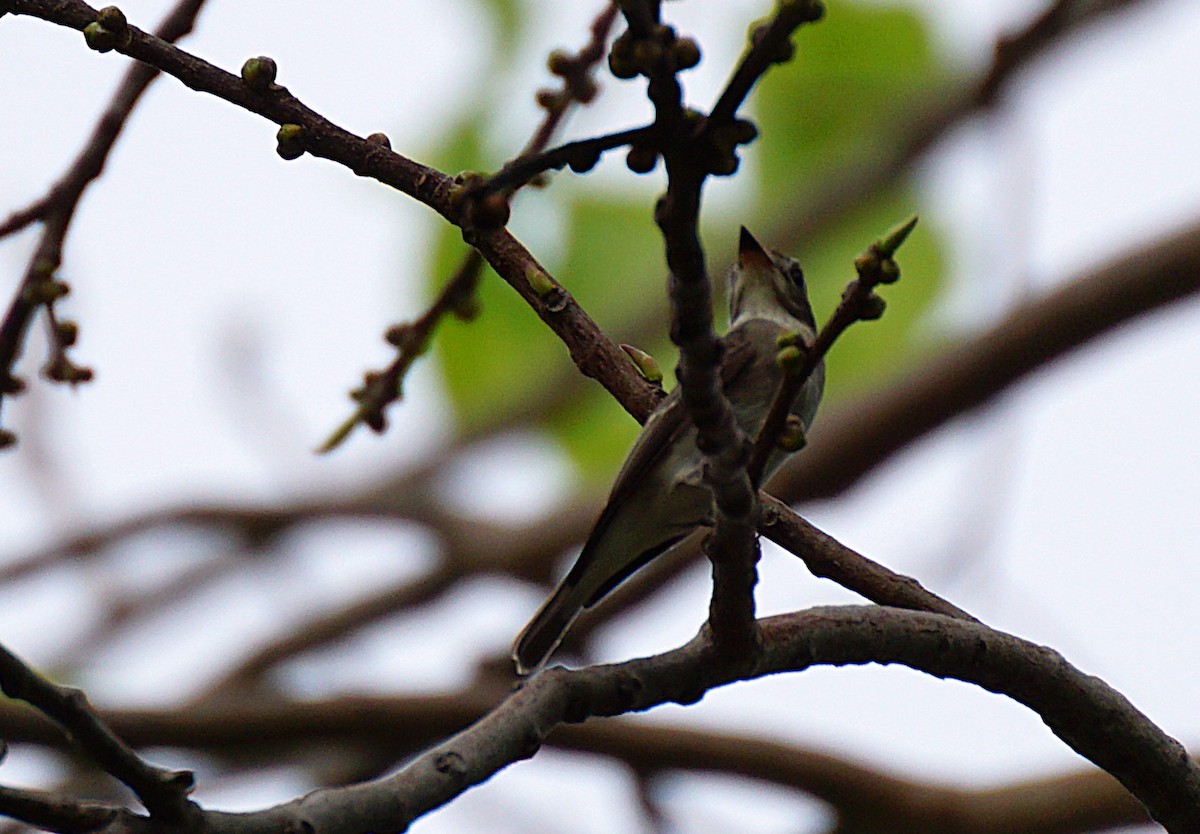 Asian Brown Flycatcher - ML643132632