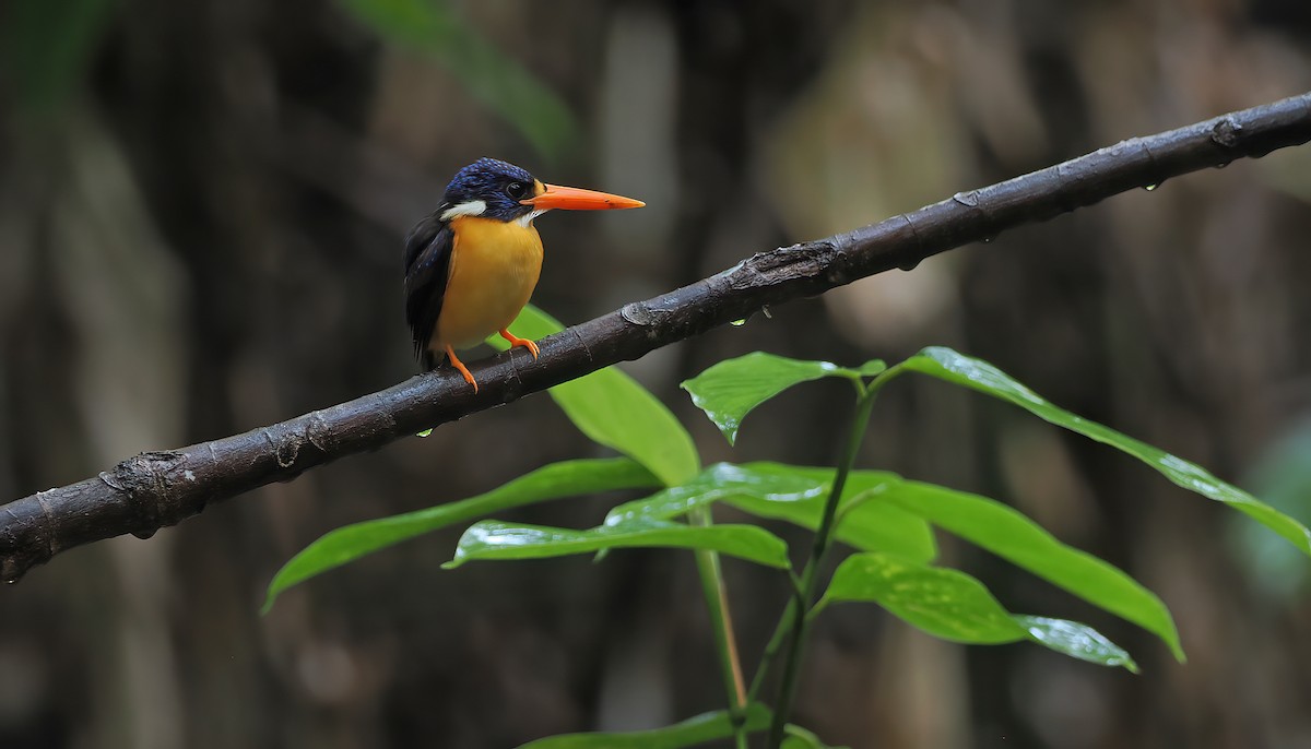Moluccan Dwarf-Kingfisher (North Moluccan) - ML643132634