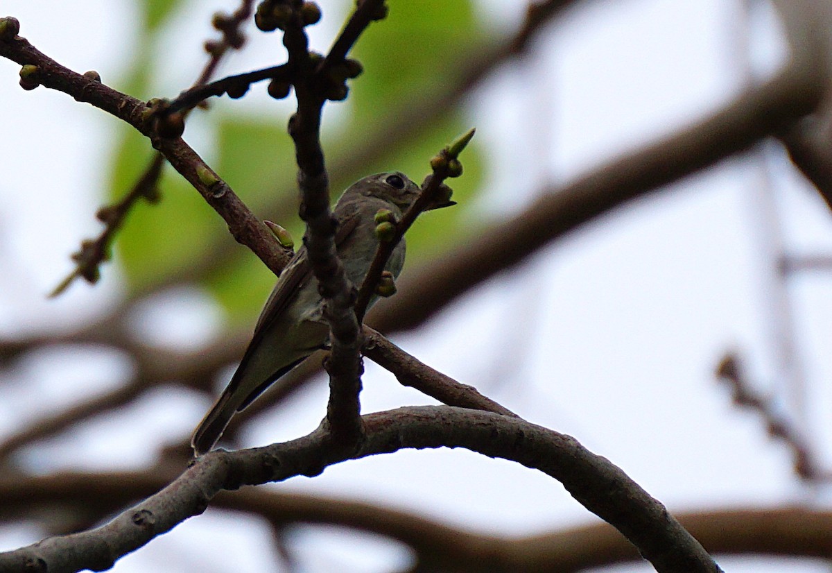 Asian Brown Flycatcher - ML643132635