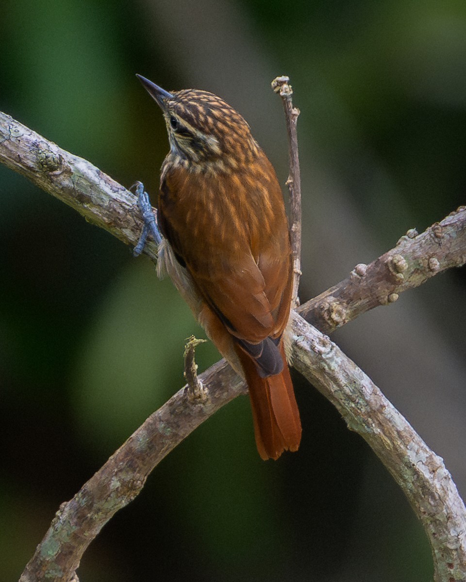 Slender-billed Xenops - ML643132652