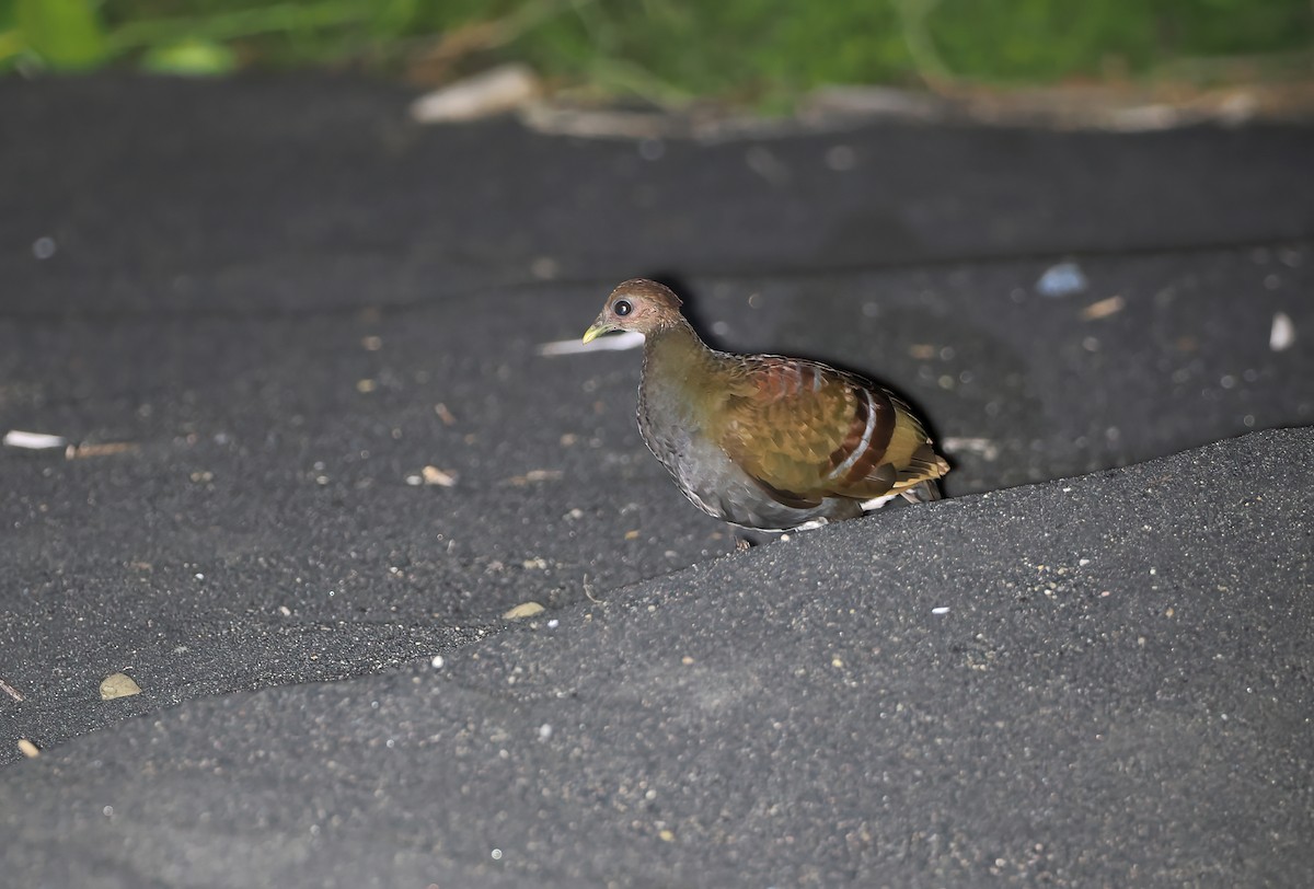 Moluccan Megapode - ML643132667