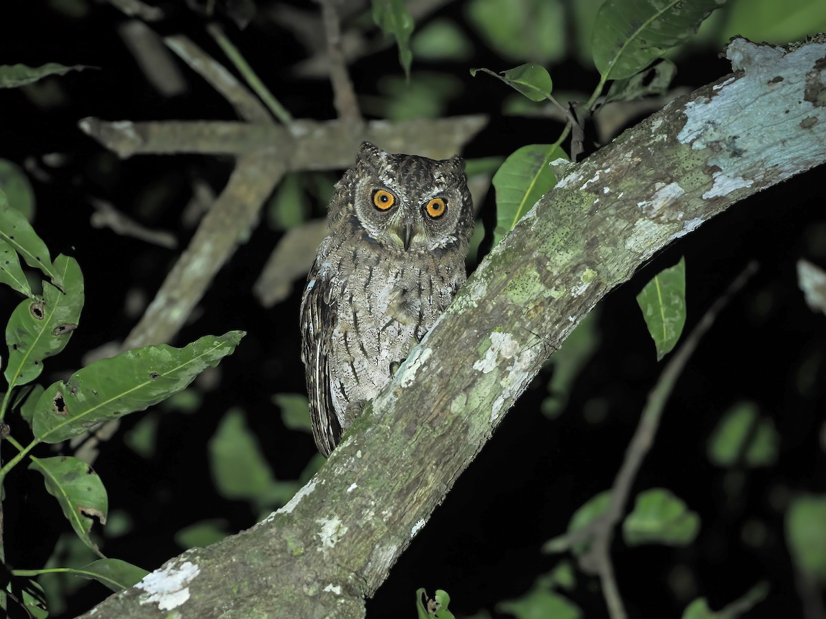 Moluccan Scops-Owl (Moluccan) - ML643132669