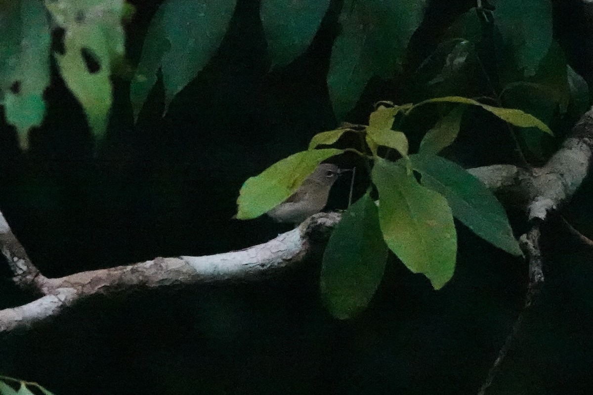 Large-billed Gerygone - ML643132671