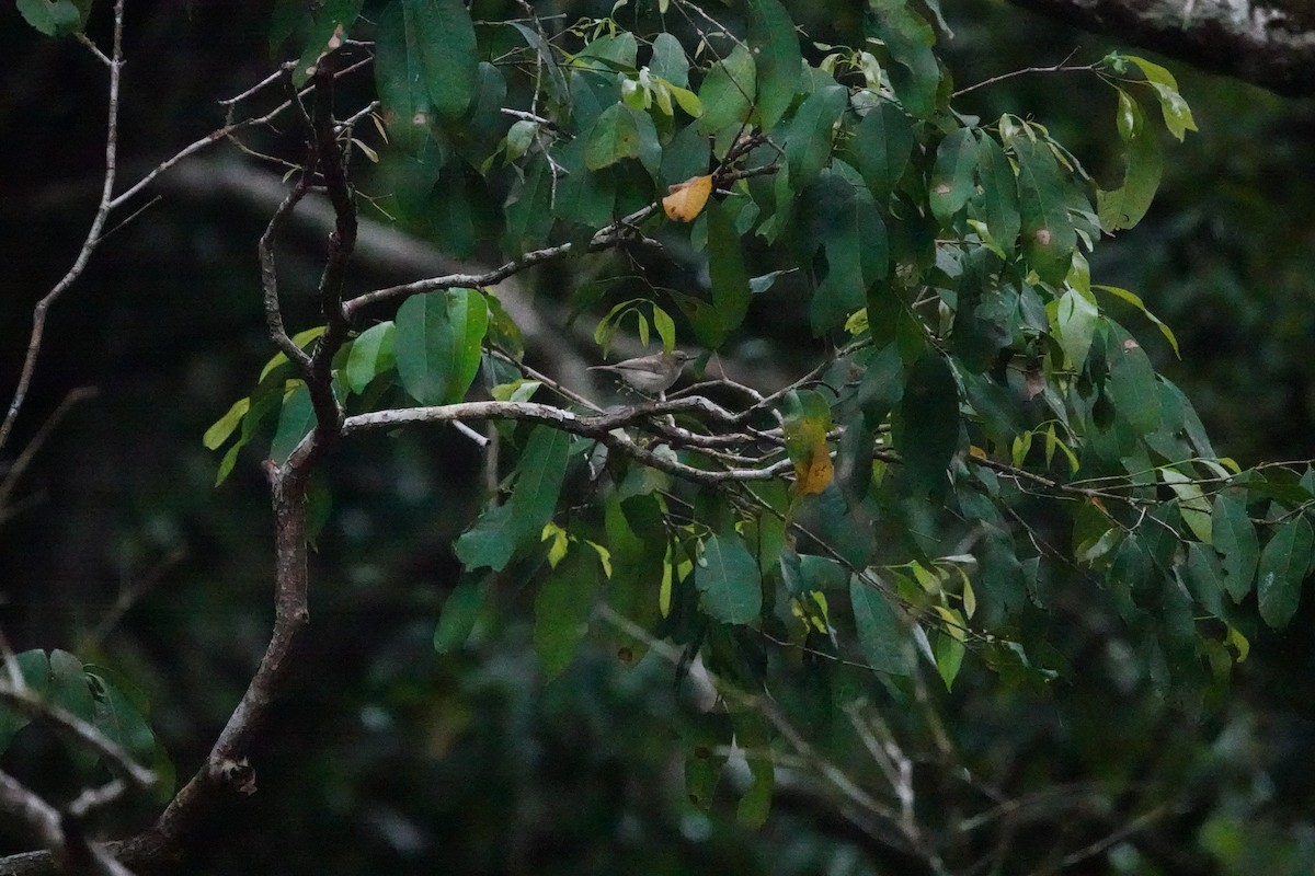 Large-billed Gerygone - ML643132672