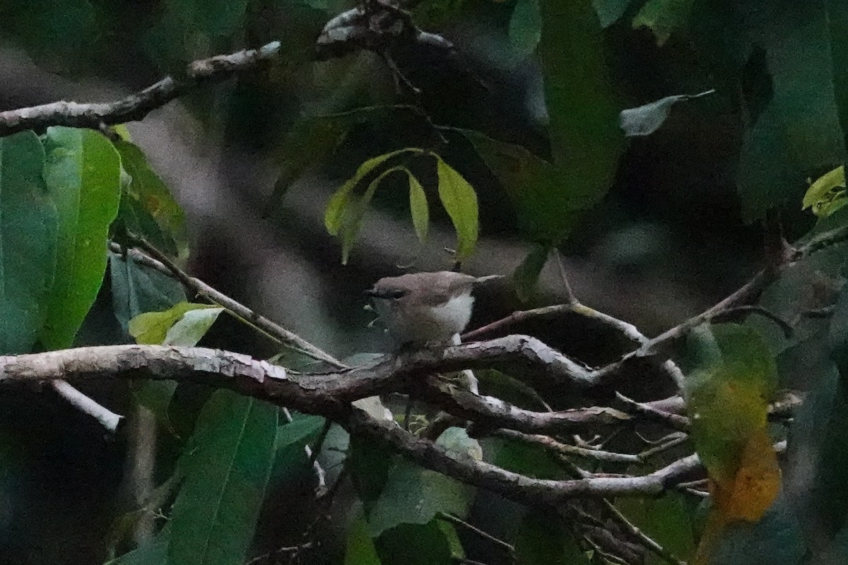 Large-billed Gerygone - ML643132673