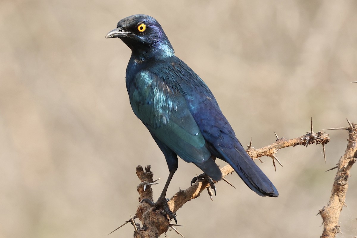 Cape Starling - ML643132682