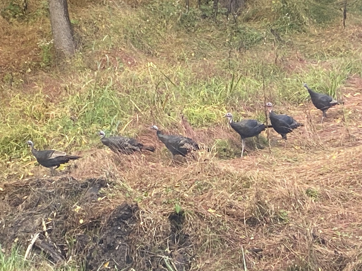 Wild Turkey - ML643132701