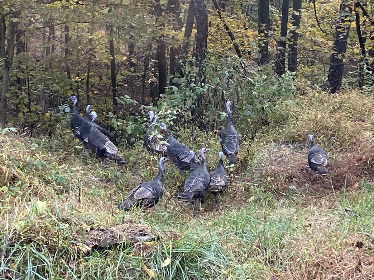 Wild Turkey - ML643132702