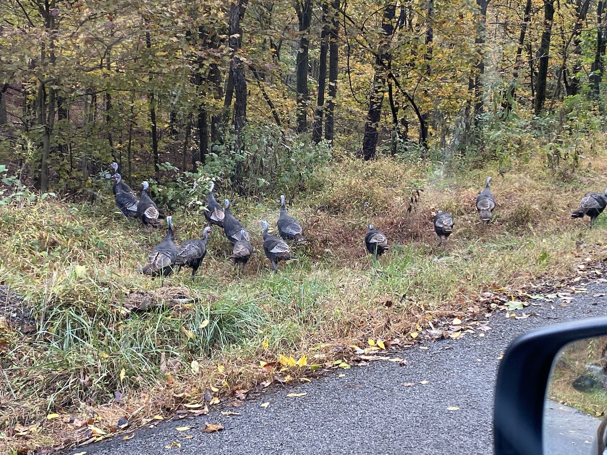 Wild Turkey - ML643132703