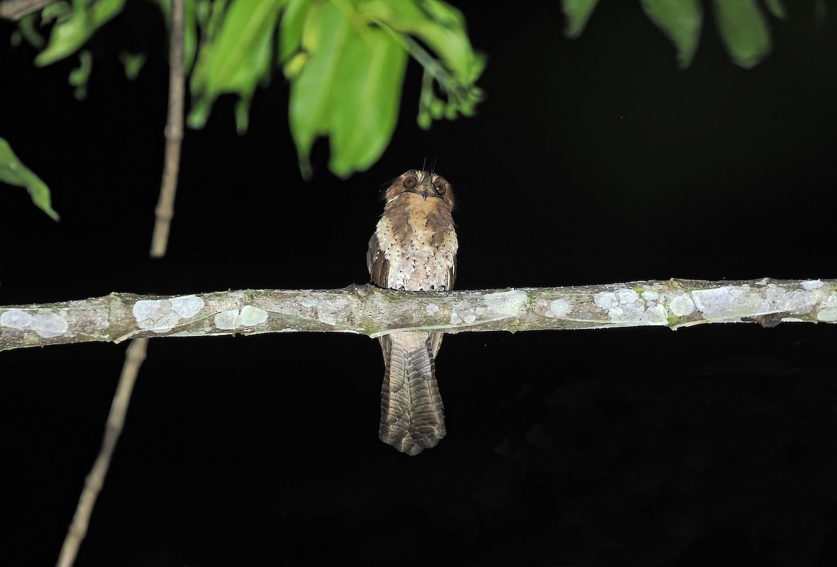 Moluccan Owlet-nightjar - ML643132704