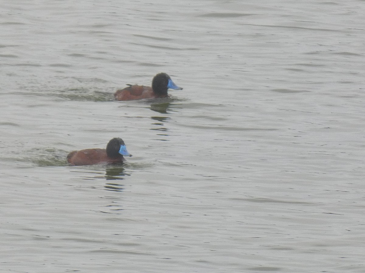 Lake Duck - ML643132708