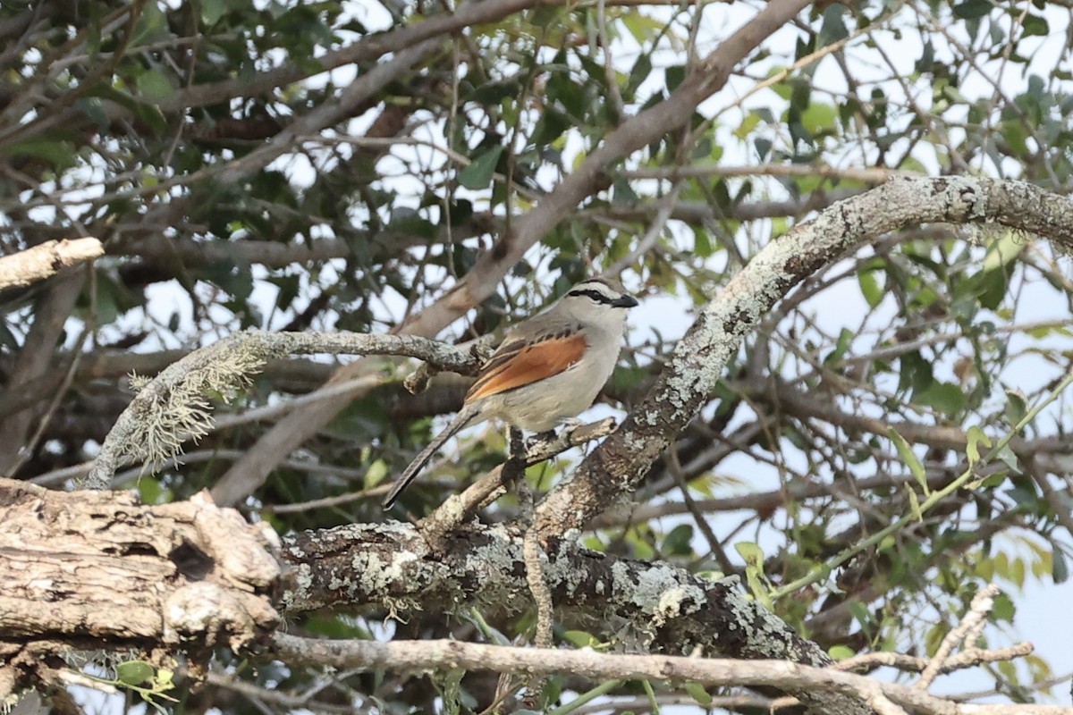 Brown-crowned Tchagra - ML643132710