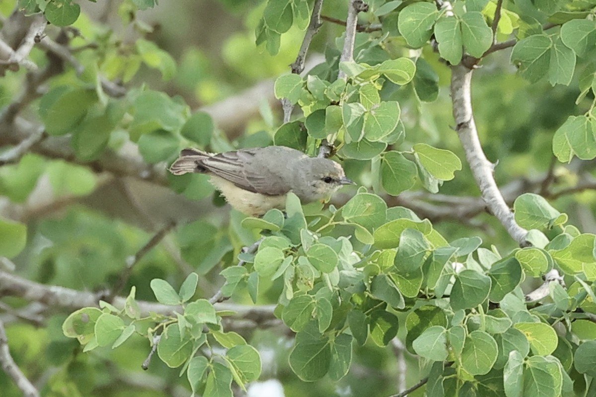 Ремез сірий - ML643132763