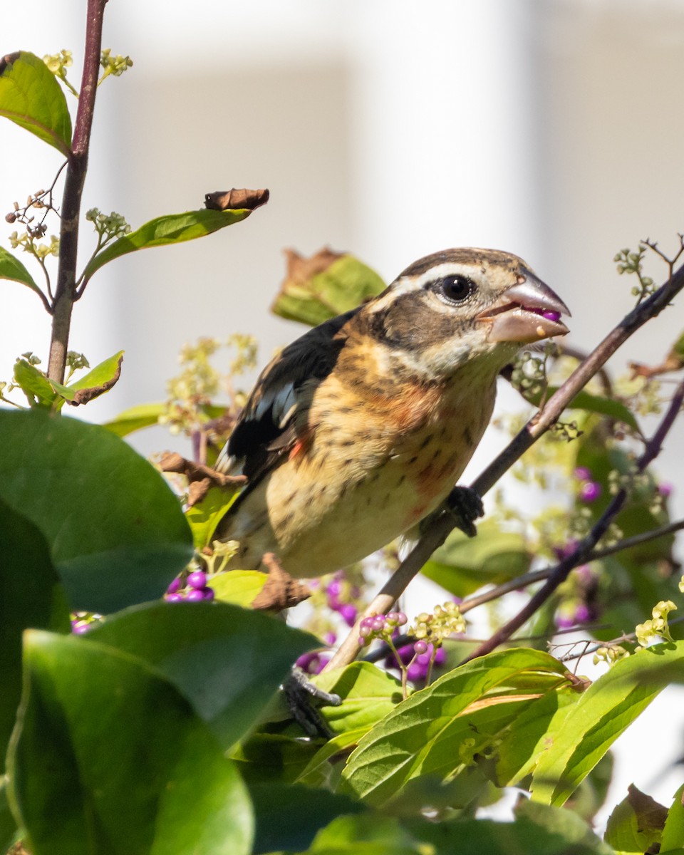Rose-breasted Grosbeak - ML643132794