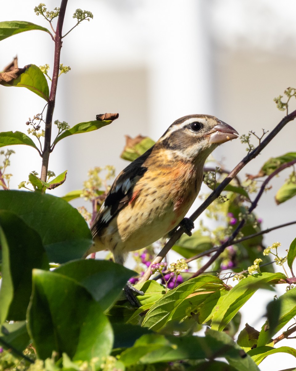Rose-breasted Grosbeak - ML643132796
