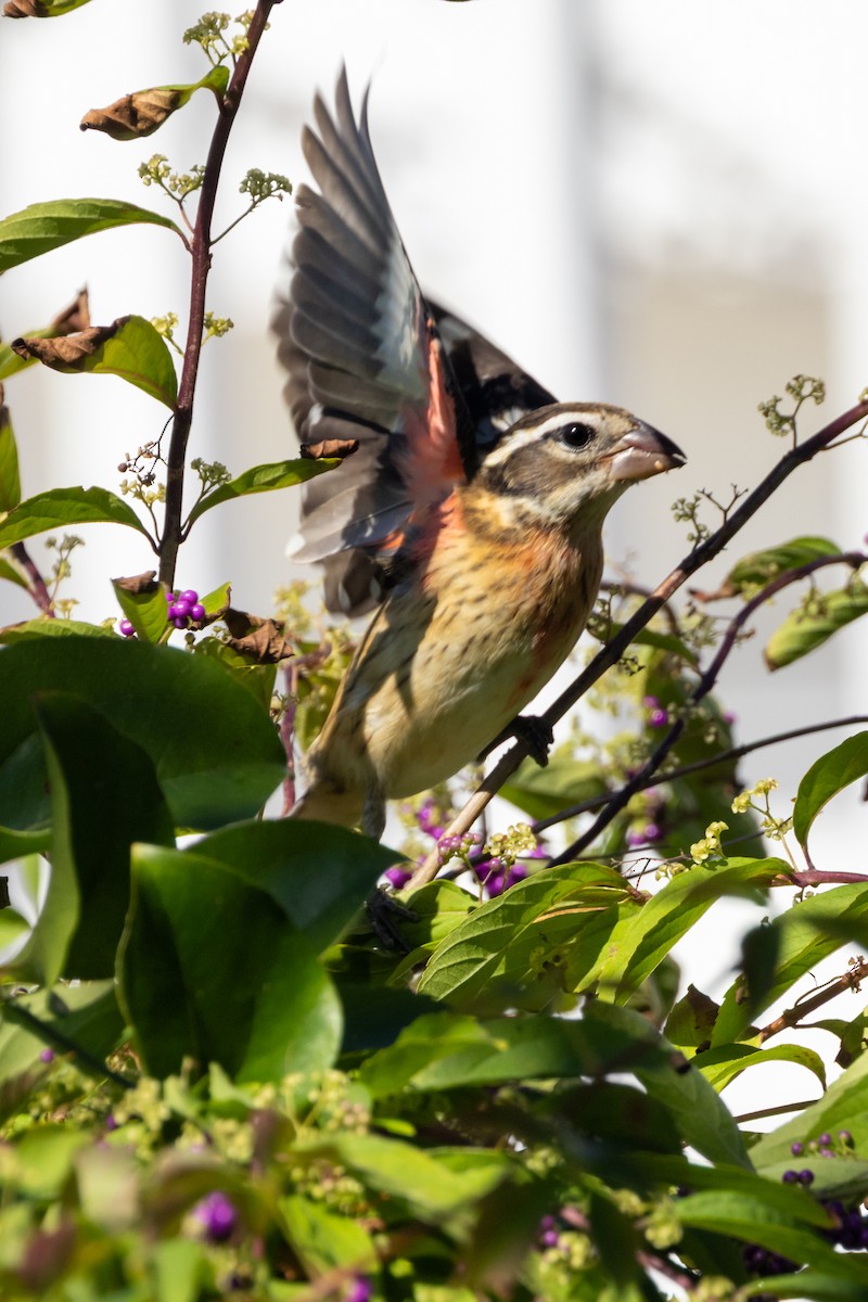 Rose-breasted Grosbeak - ML643132798