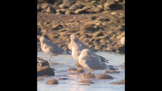 Short-billed Gull - ML643132819