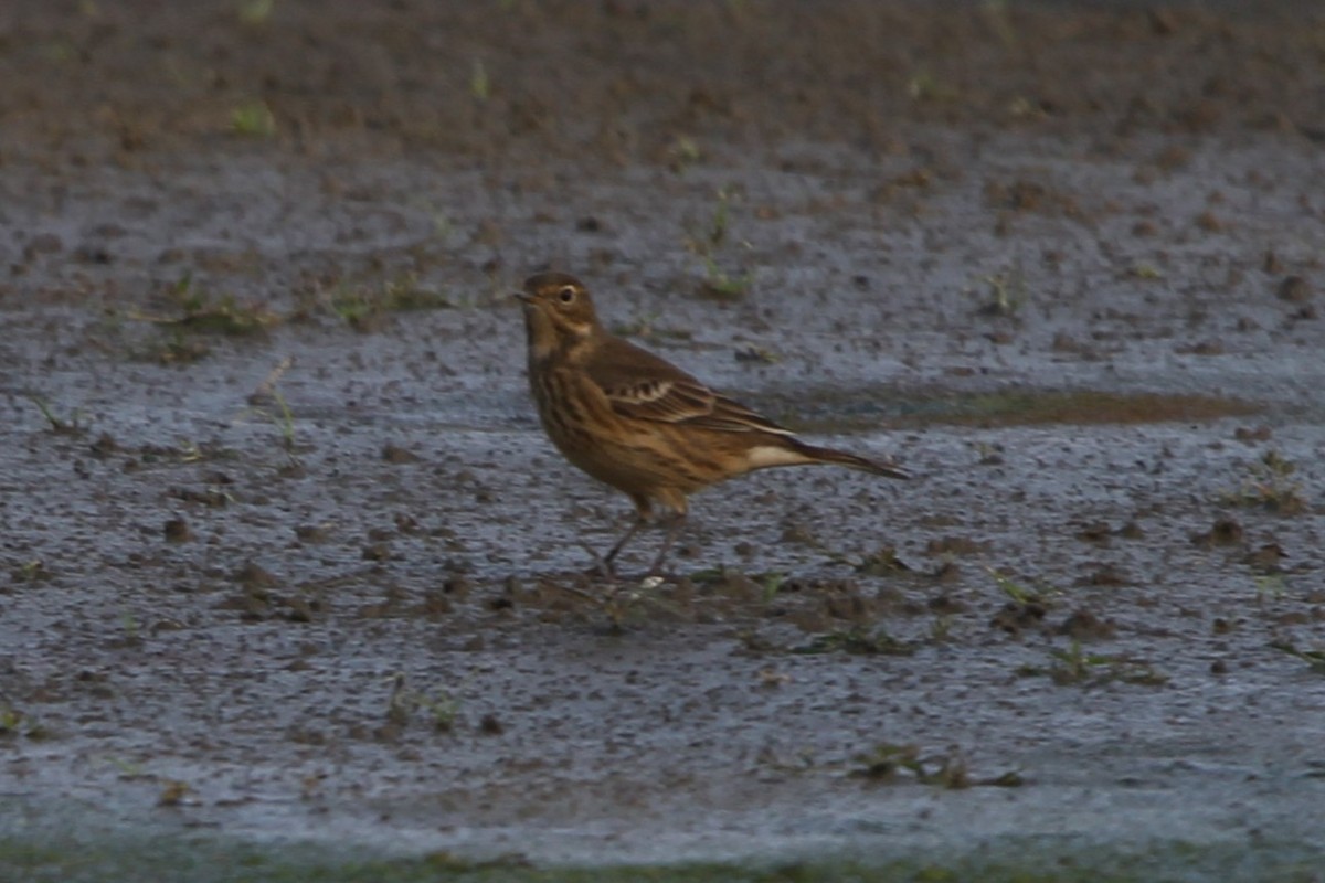 アメリカタヒバリ - ML643132860