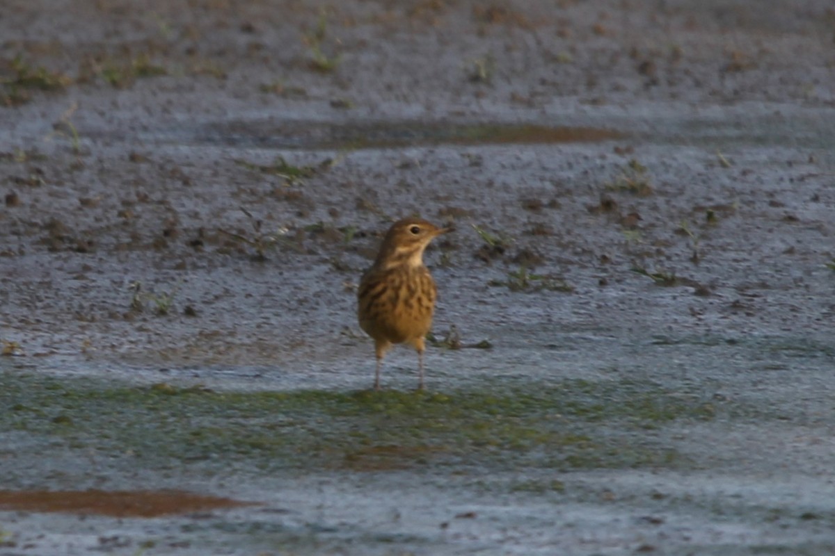 アメリカタヒバリ - ML643132863