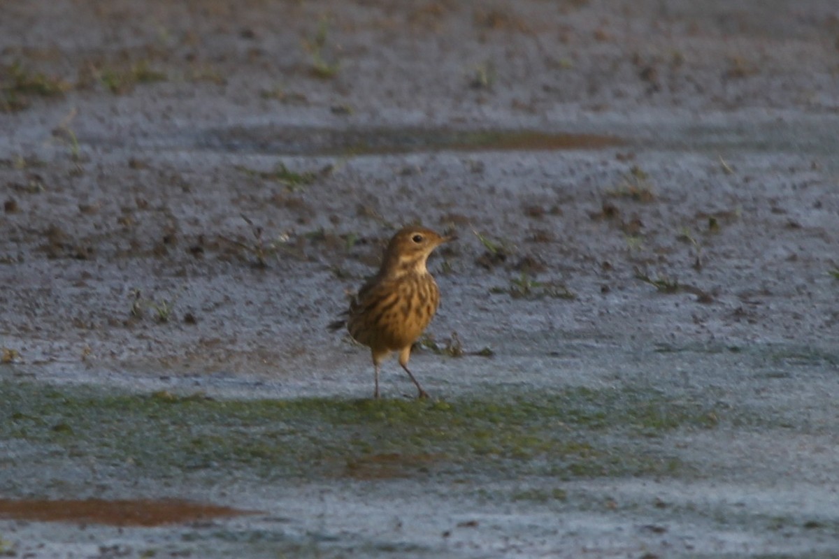 アメリカタヒバリ - ML643132864