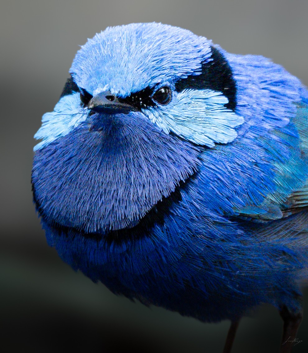 Splendid Fairywren - ML643132880