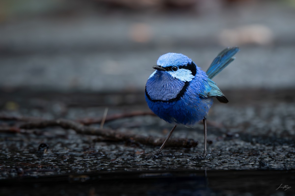Splendid Fairywren - ML643132881