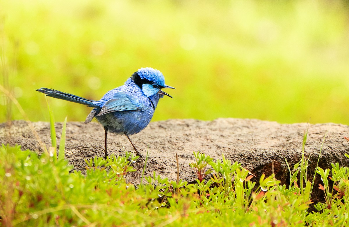 Splendid Fairywren - ML643132882