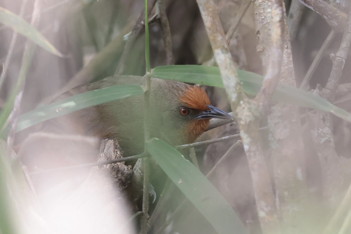 Orange-eyed Thornbird - ML643132904