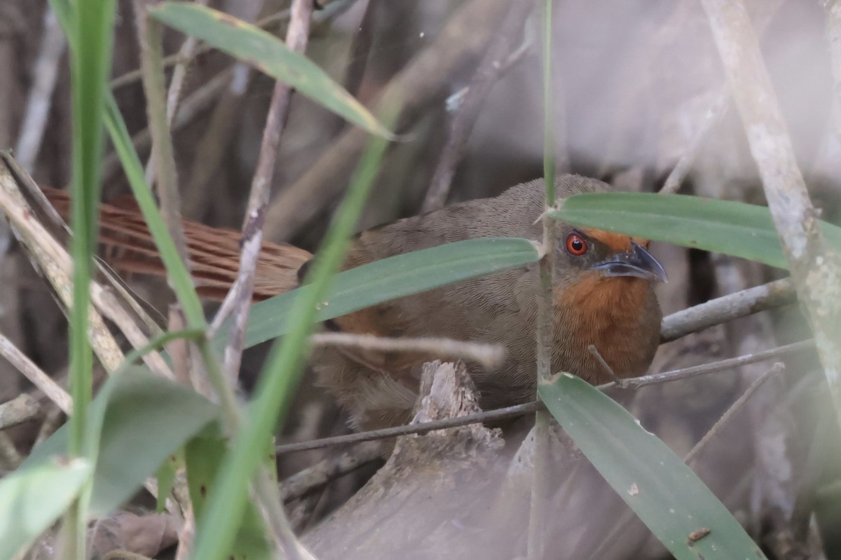 Orange-eyed Thornbird - ML643132905