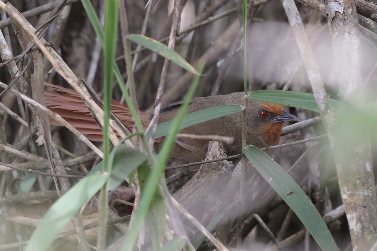 Orange-eyed Thornbird - ML643132906