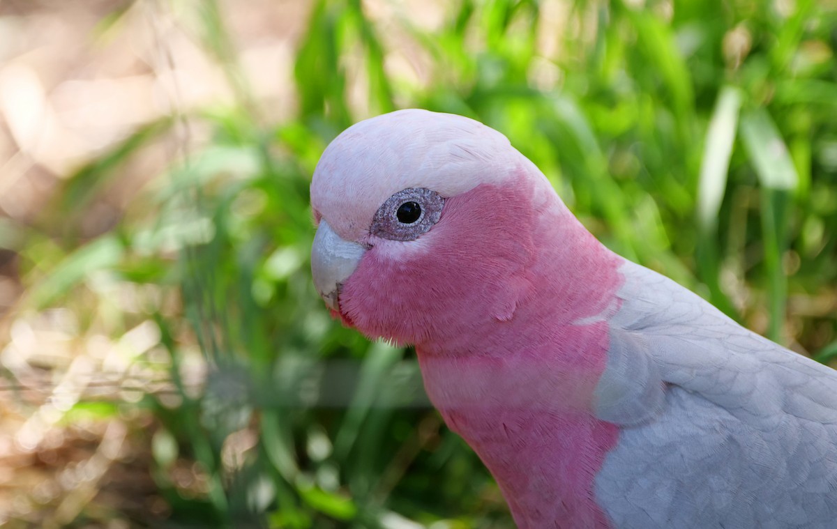 Galah - ML643132910