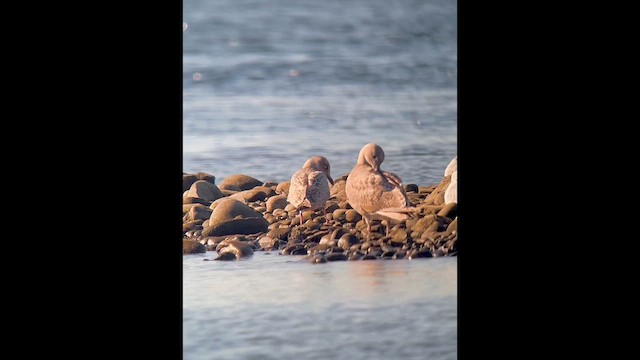 Iceland Gull (Thayer's) - ML643132912