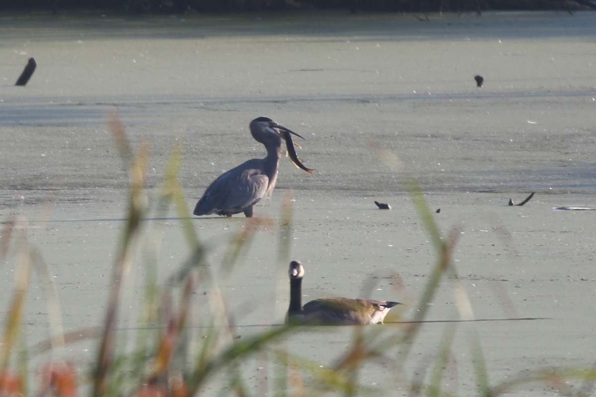 オオアオサギ - ML643132916