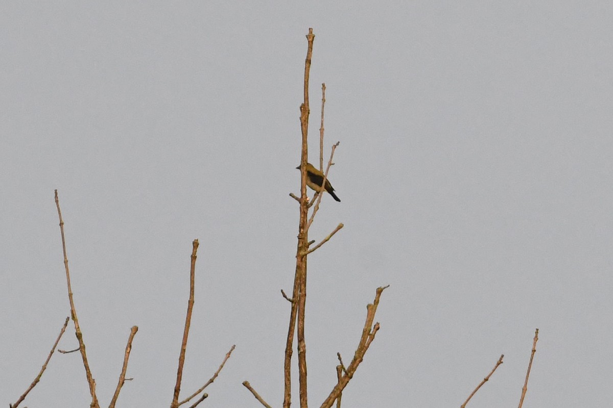 Scarlet Tanager - ML643132917