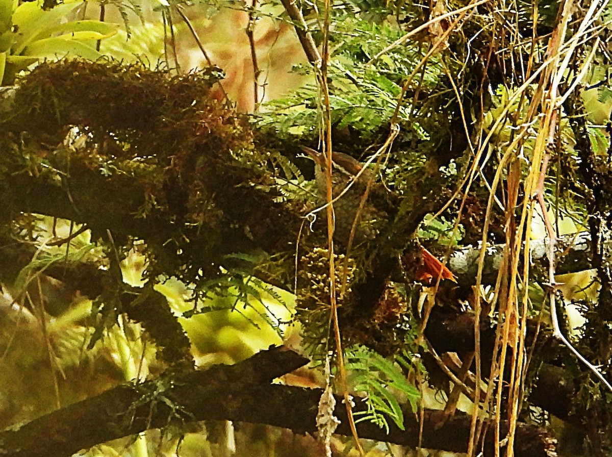 Line-cheeked Spinetail - ML643132919