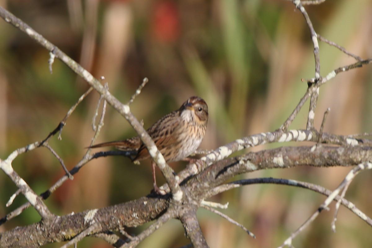 ヒメウタスズメ - ML643132926