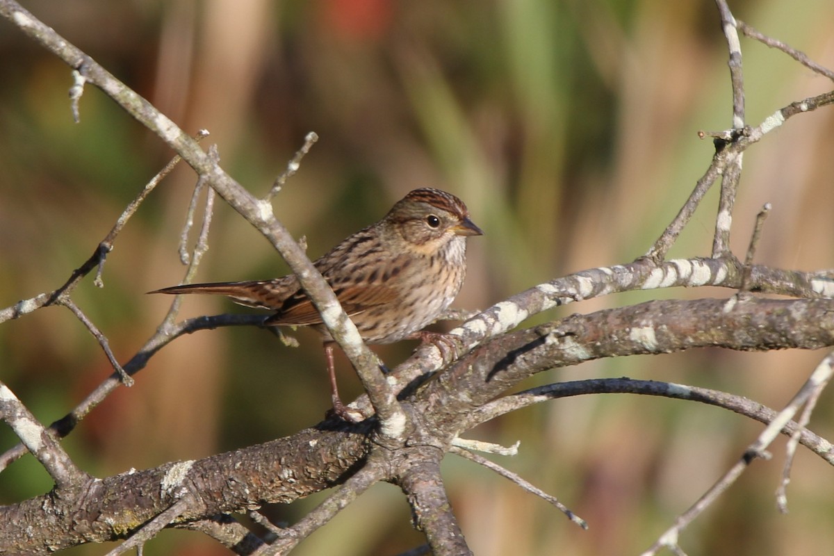 ヒメウタスズメ - ML643132927
