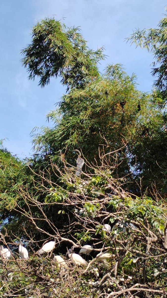 Oriental Darter - ML643132936