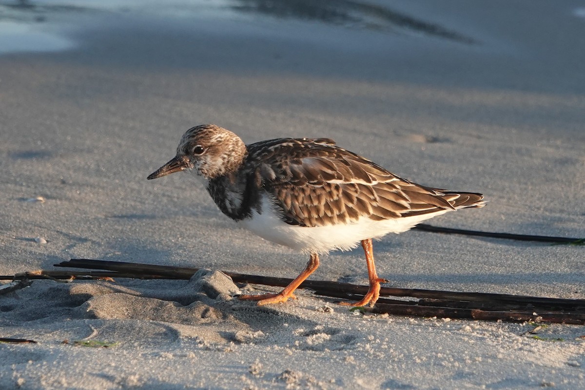 Ruddy Turnstone - ML643132965