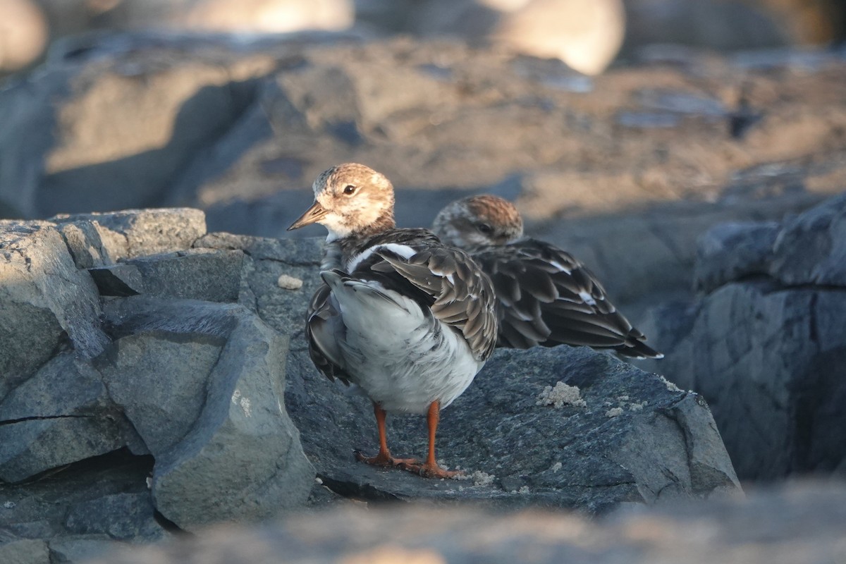 Ruddy Turnstone - ML643132966